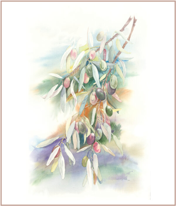 Olive Branch – Rooted in Light