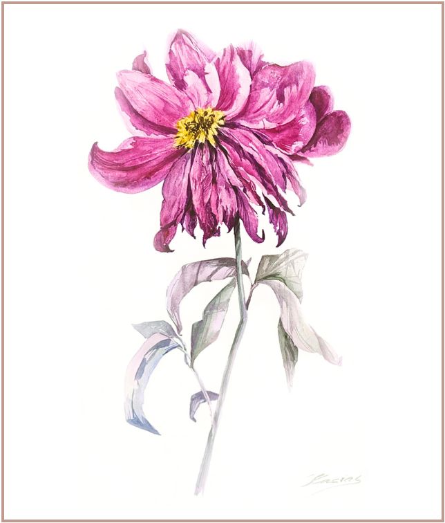 Minimalist botanical watercolor painting of a fading magenta peony flower on white background.