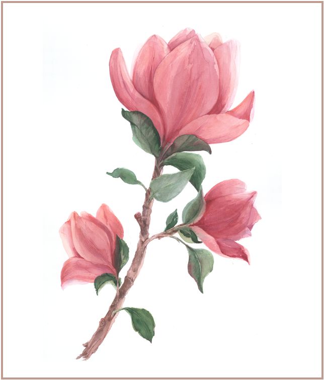 Magnolia in Spring Light